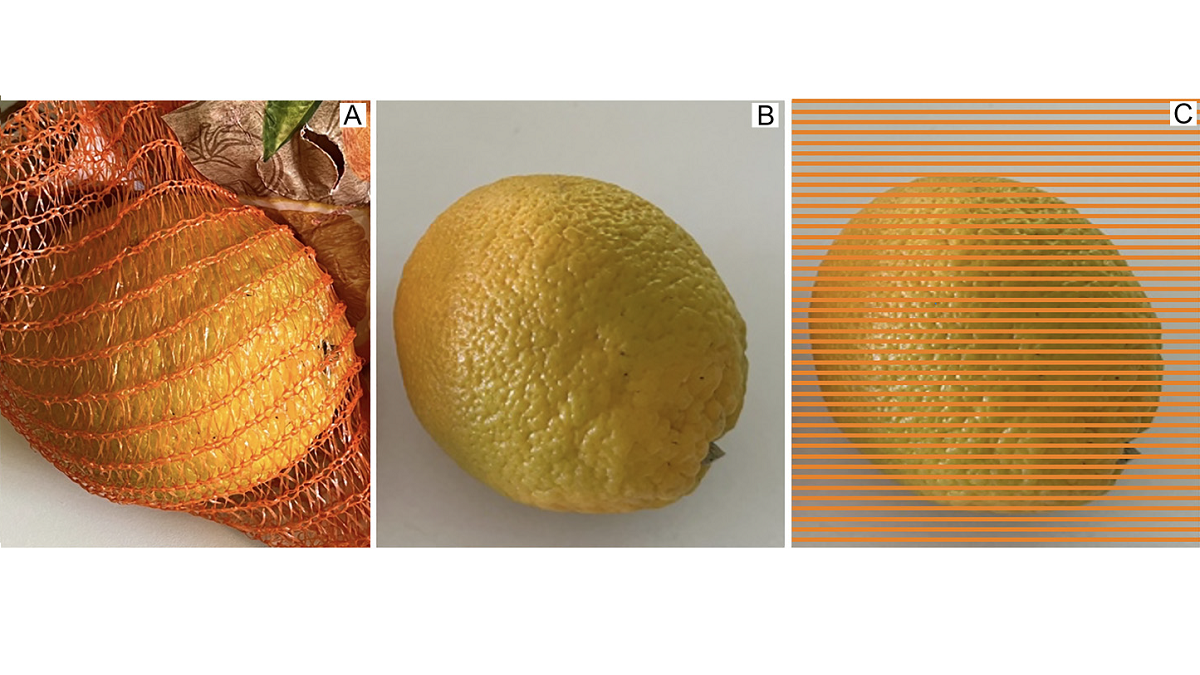 Como las mallas afectan al color de las naranjas.png